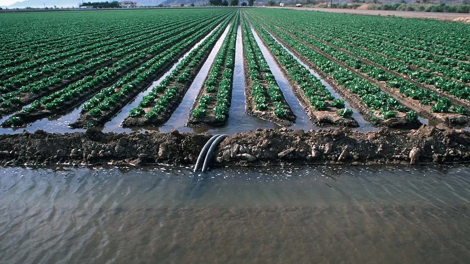 An irrigation canal running between rows of young crops.