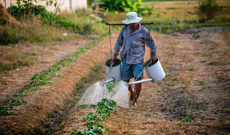A farmer carrying two watering cans along a row of seedlings.
